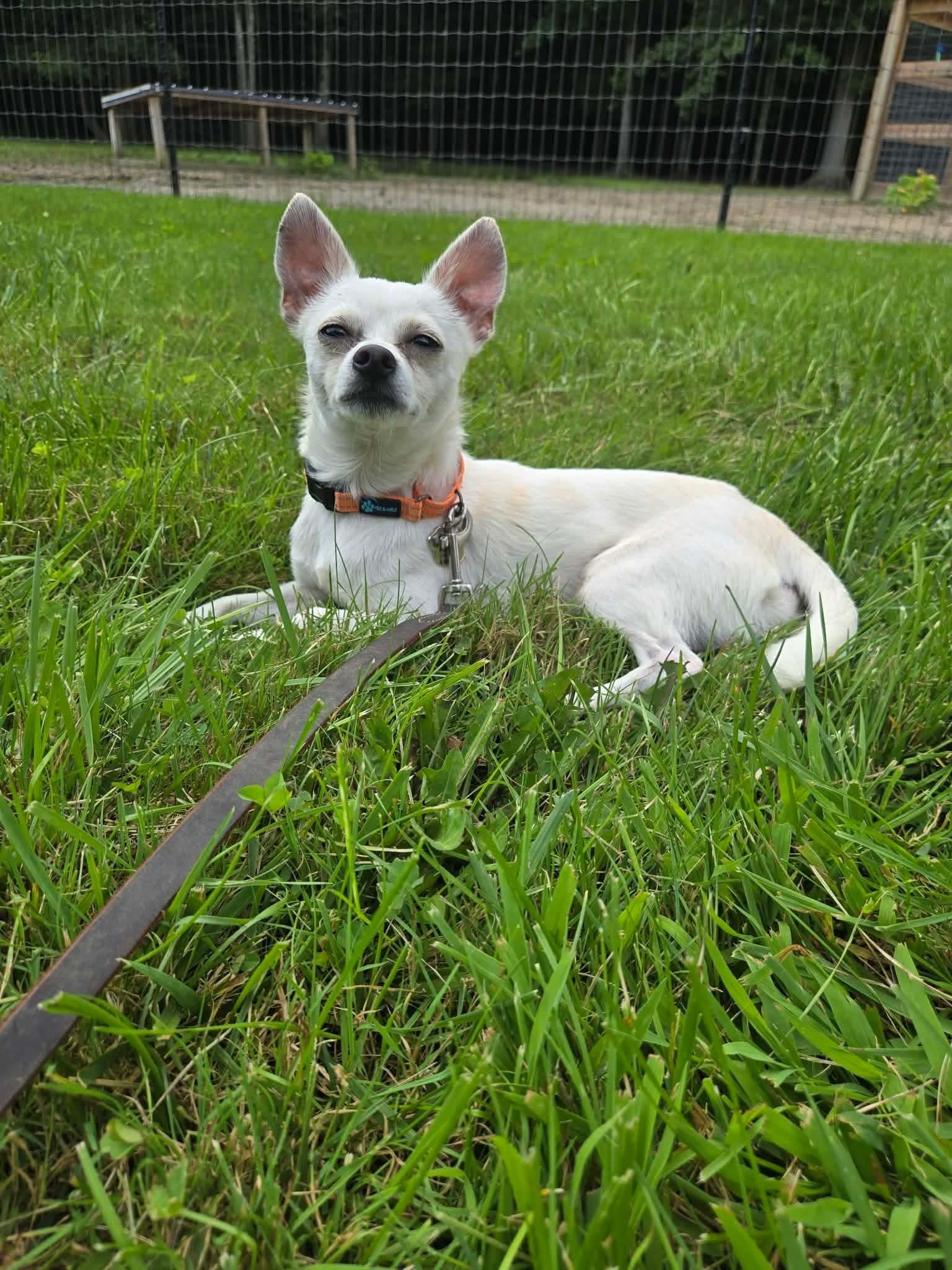 Enlarge Detour, a Adopted Chihuahua in Grafton, OH image 3/4