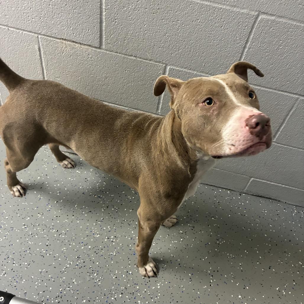 Vagrant, Adoptable, Adult Male Pit Bull Terrier.
