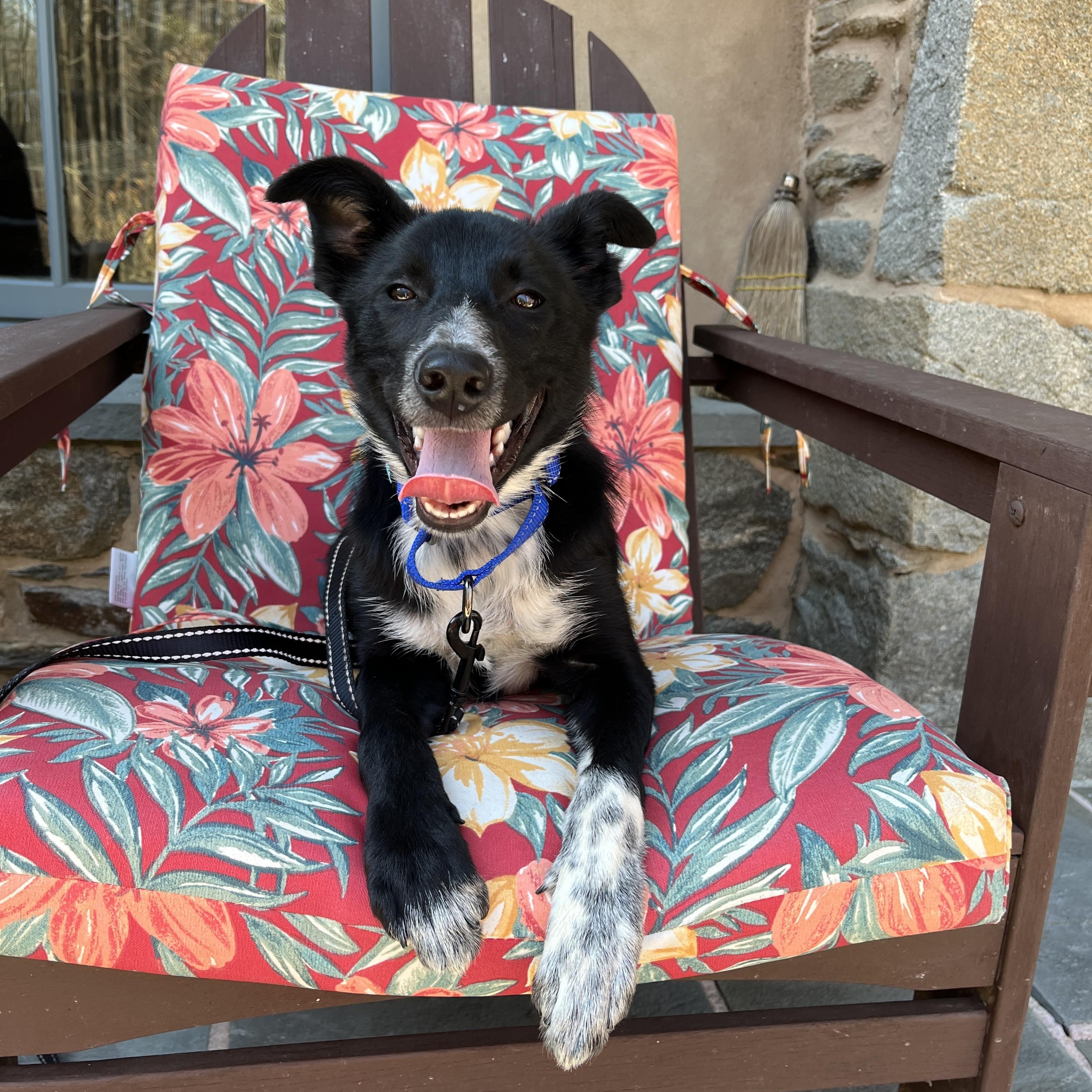 Enlarge Nyx, an adopted mixed breed in Chestertown, MD image 1/5