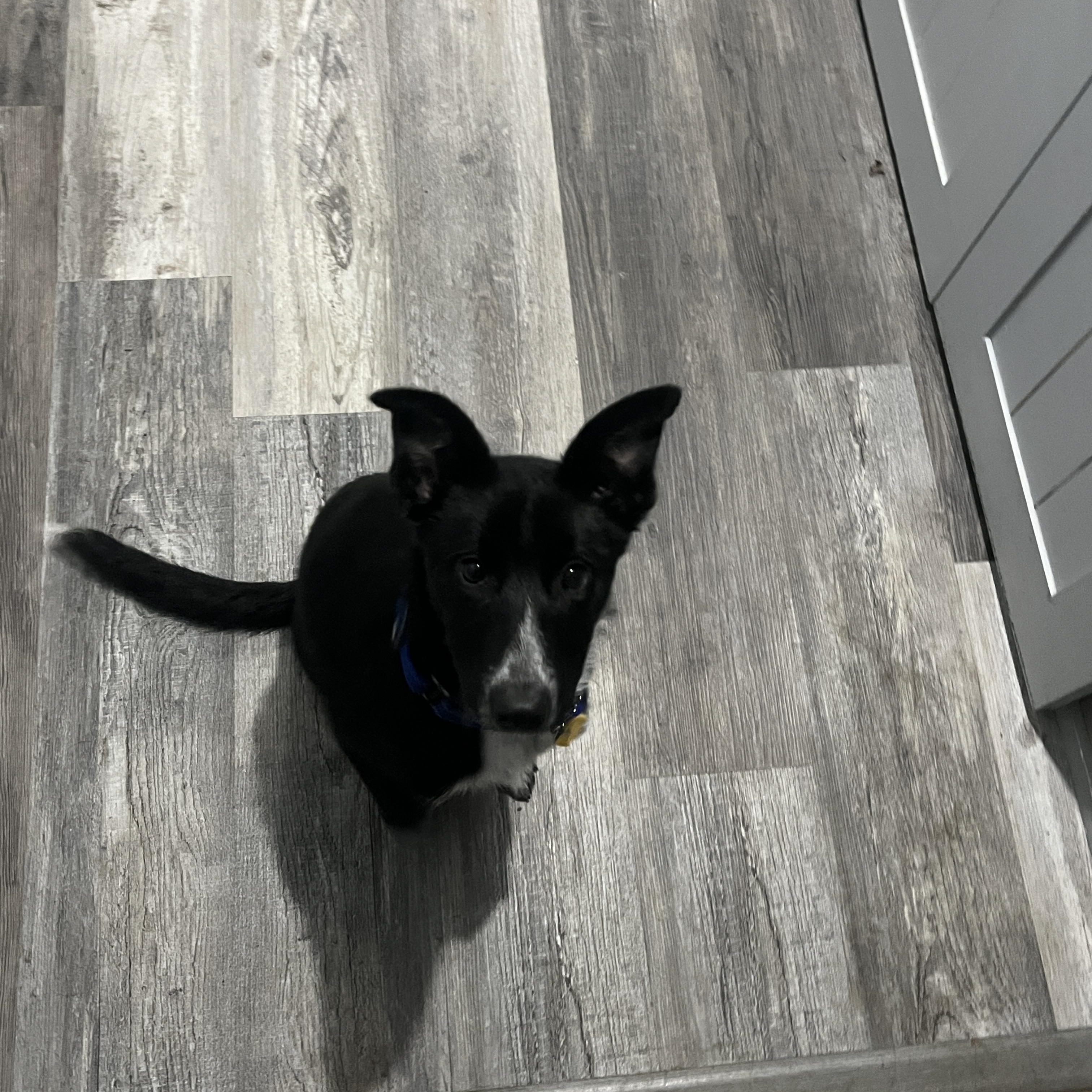 Enlarge Nyx, an adopted mixed breed in Chestertown, MD image 2/5