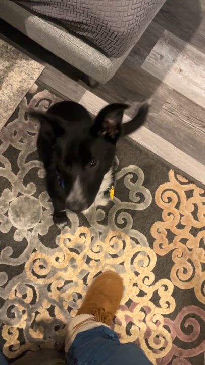 Enlarge Nyx, an adopted mixed breed in Chestertown, MD video 3/5