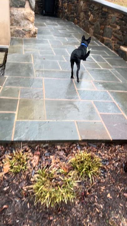 Enlarge Nyx, an adopted mixed breed in Chestertown, MD video 4/5