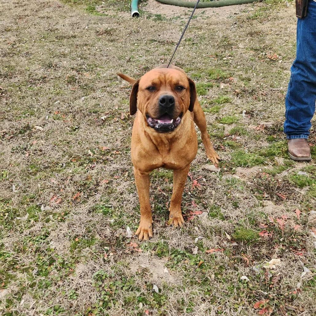 Enlarge Goose *, a Adoptable mixed breed in Hackett, AR image 1/6