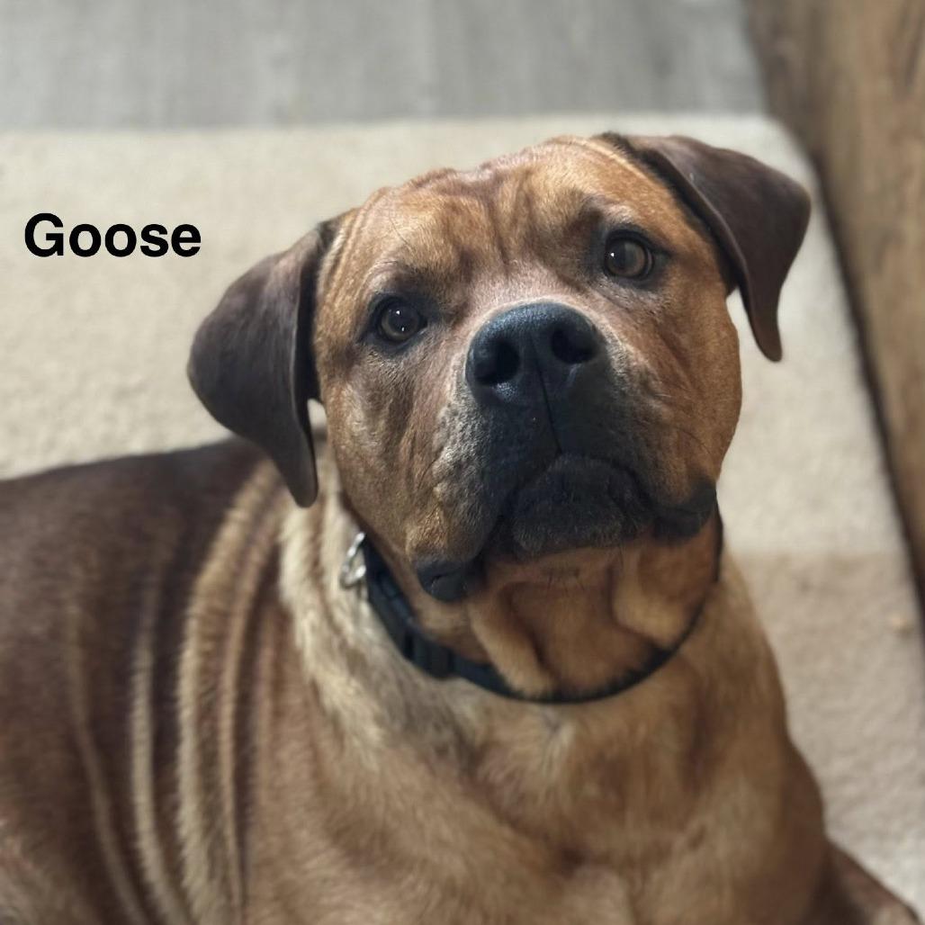 Enlarge Goose *, a Adoptable mixed breed in Hackett, AR image 2/6