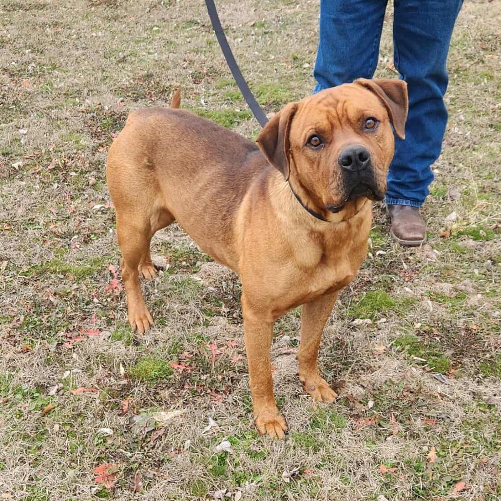 Enlarge Goose *, a Adoptable mixed breed in Hackett, AR image 3/6