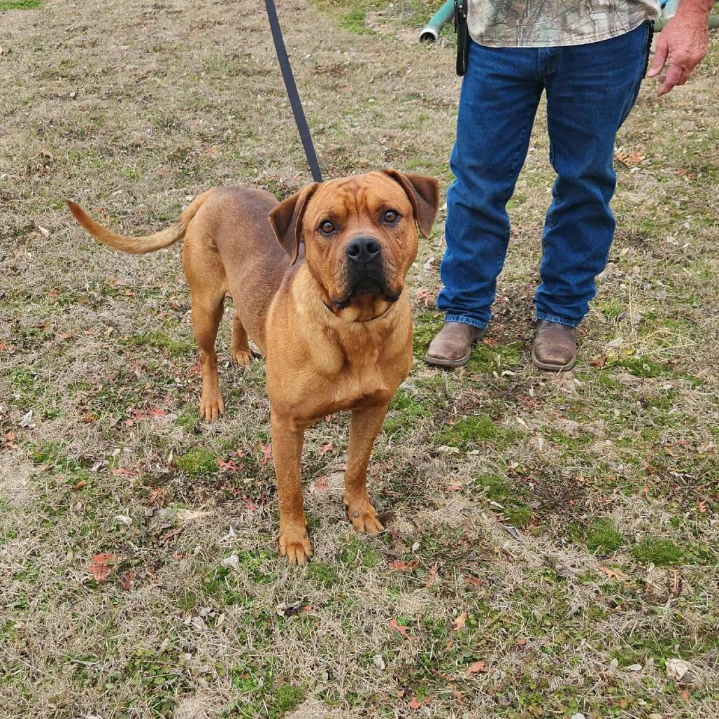 Enlarge Goose *, a Adoptable mixed breed in Hackett, AR image 4/6