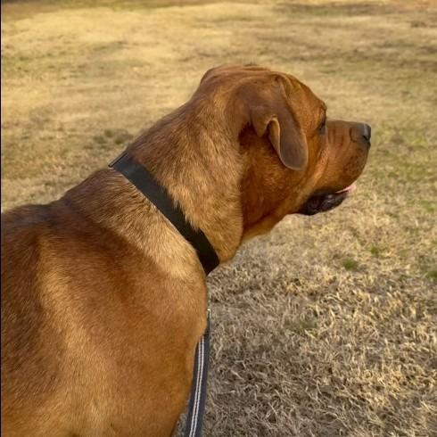Enlarge Goose *, a Adoptable mixed breed in Hackett, AR image 5/6