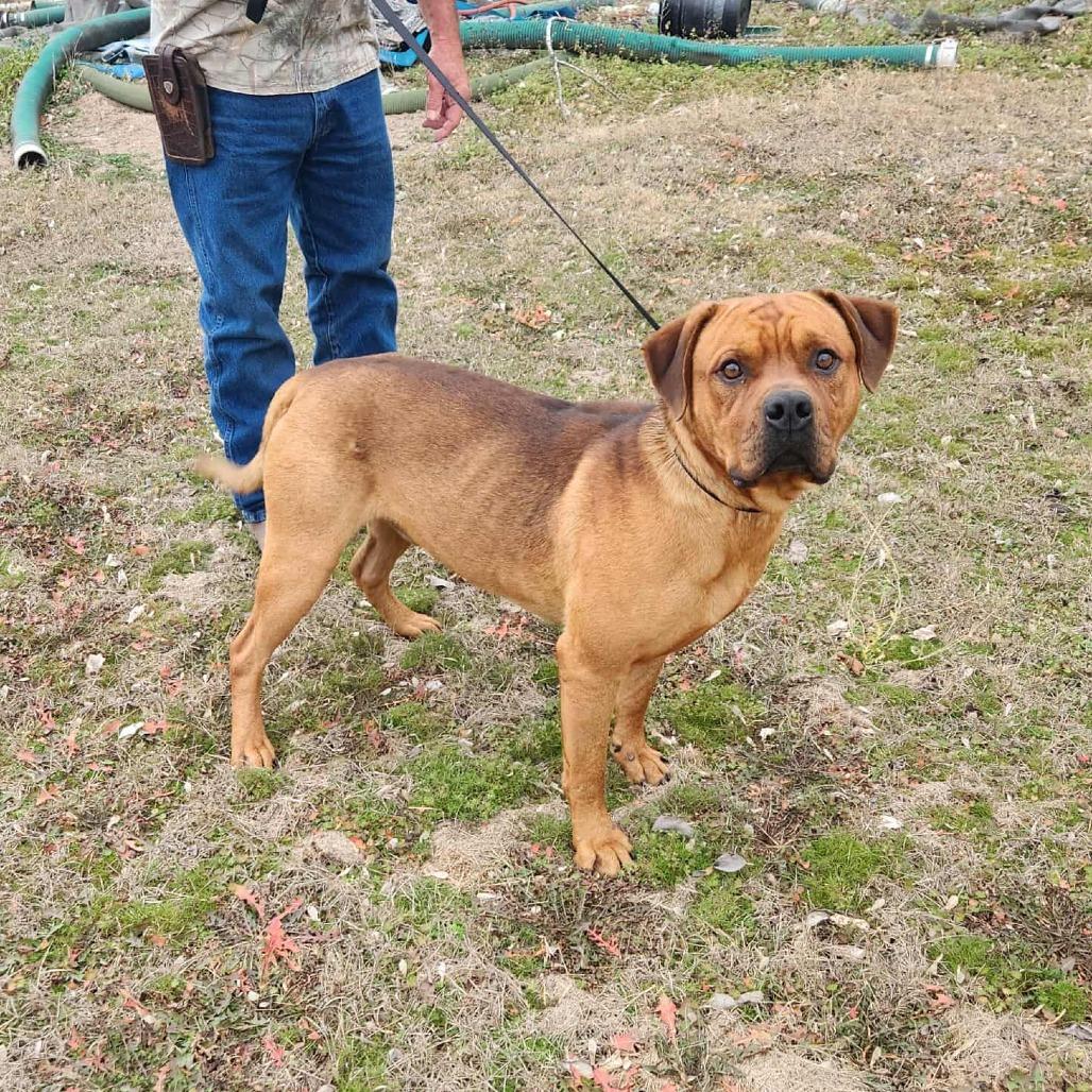 Enlarge Goose *, a Adoptable mixed breed in Hackett, AR image 6/6