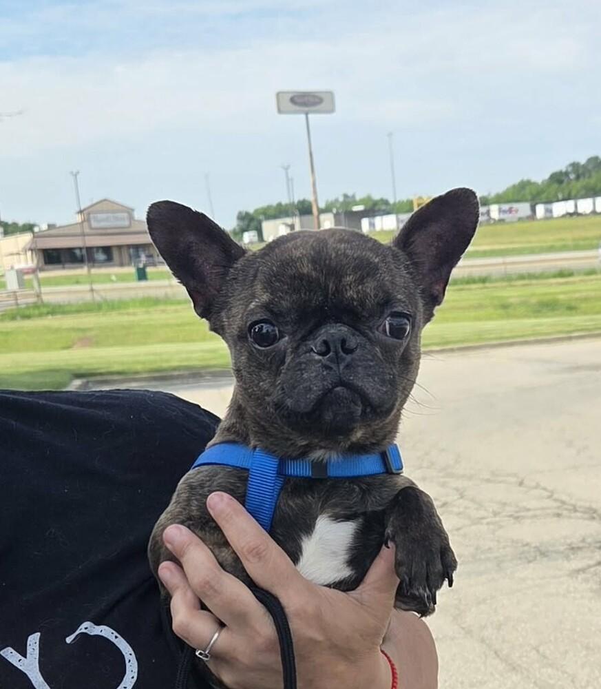 Enlarge Odie, a Adopted mixed breed in Peoria, IL image 1/1