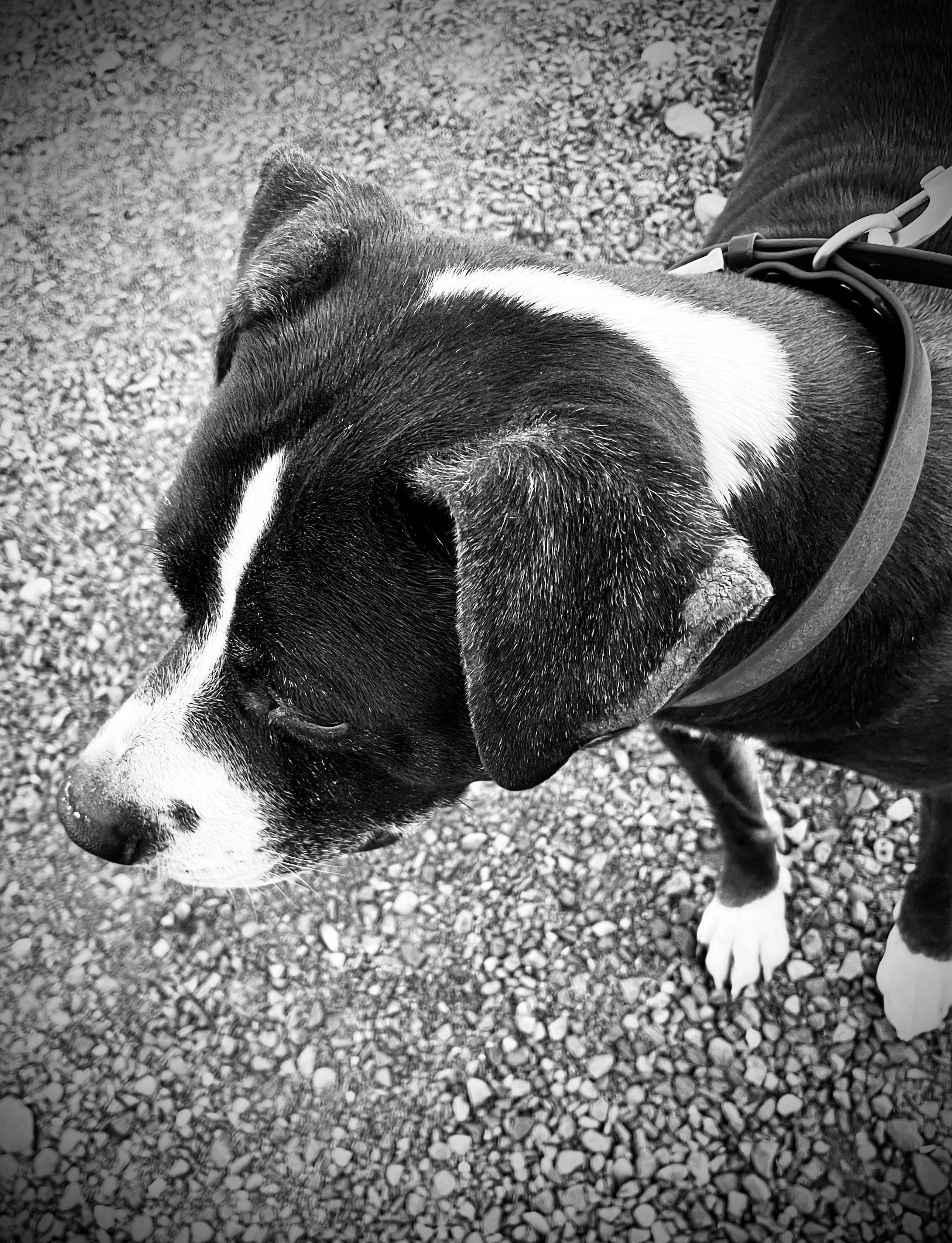 Ares, an adoptable Staffordshire Bull Terrier, Labrador Retriever in Ephrata, WA, 98823 | Photo Image 3