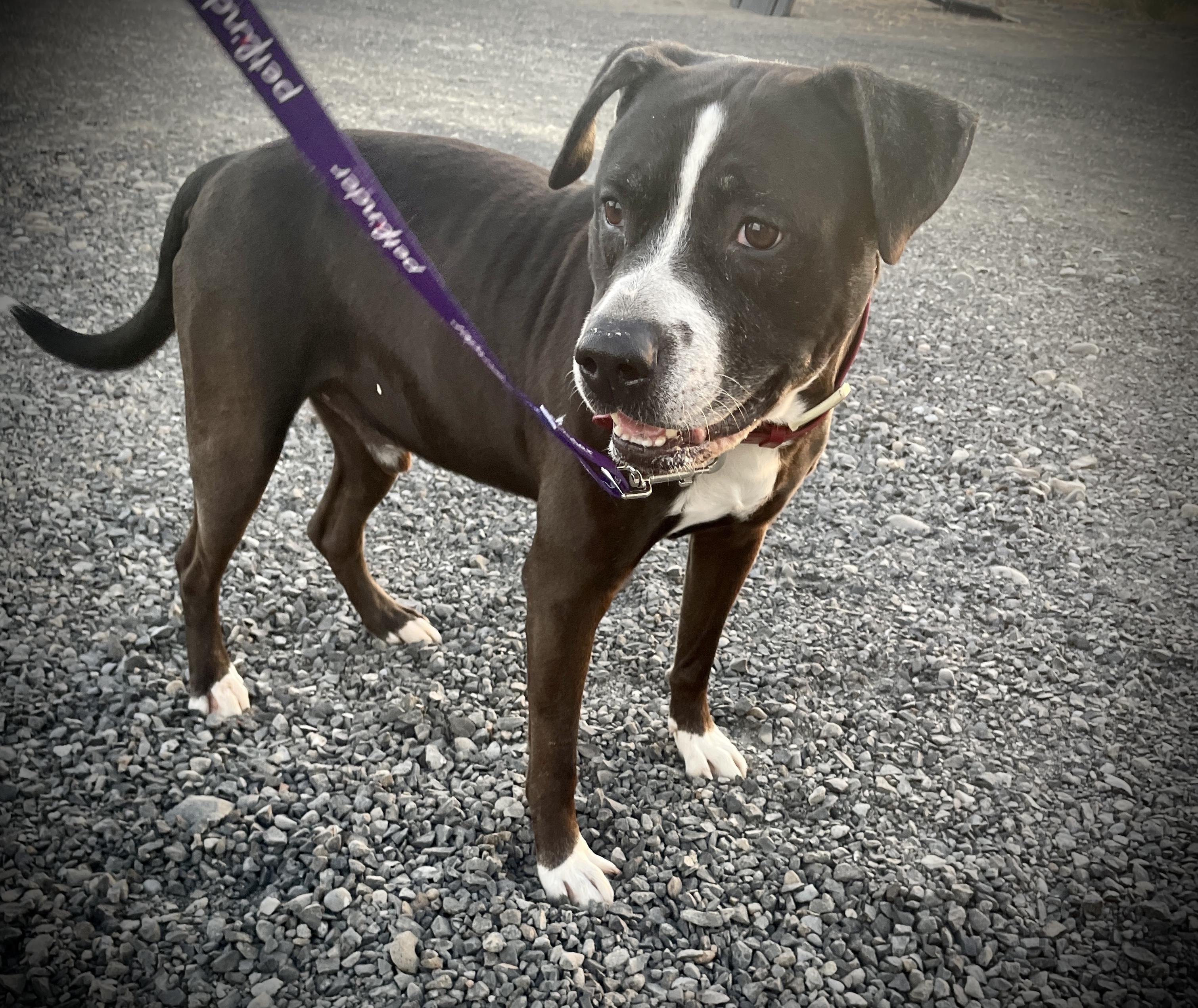 Ares, Adoptable, Adult Male Staffordshire Bull Terrier & Labrador Retriever.