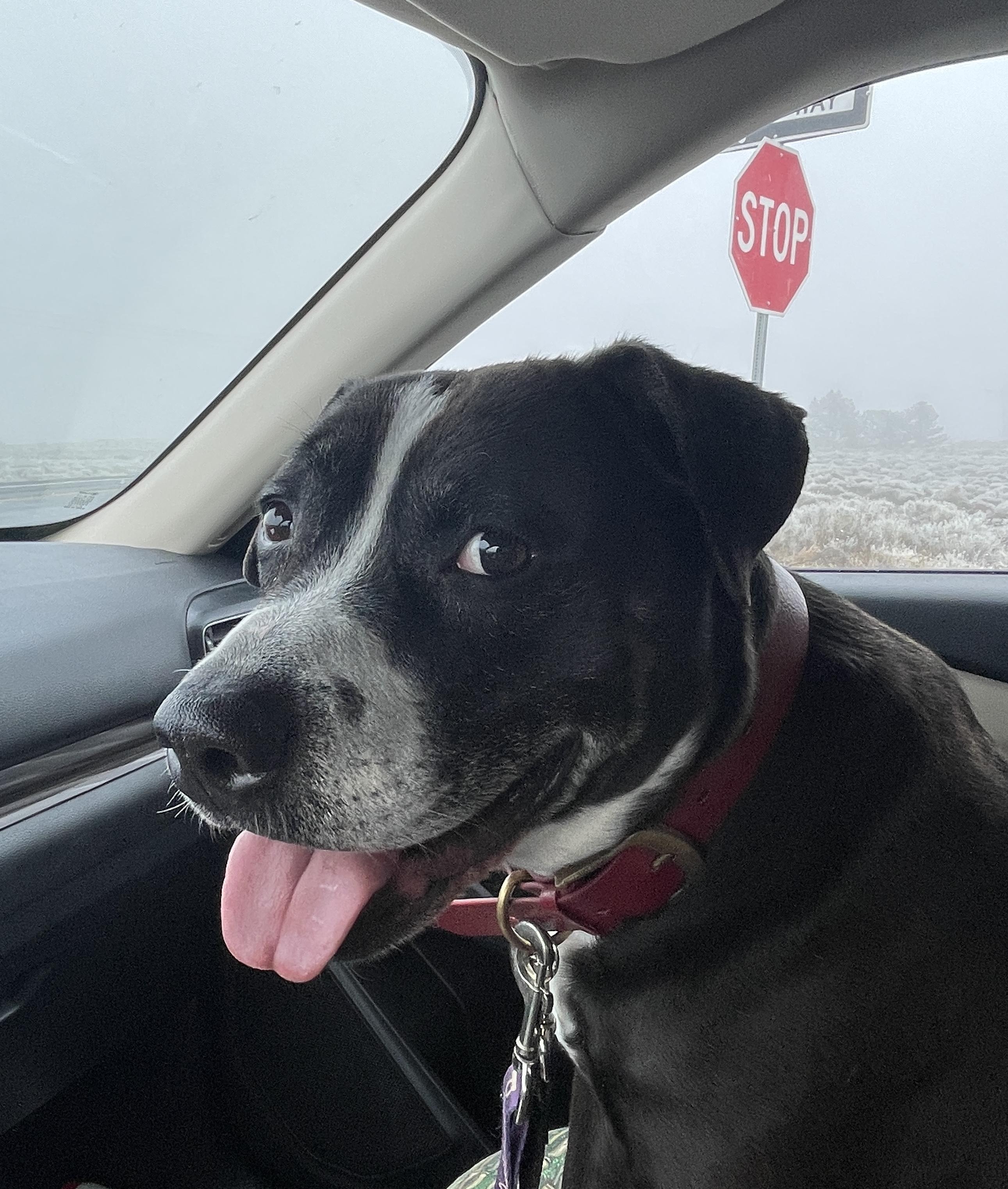 Enlarge Ares, a Adoptable mixed breed in Spokane Valley, WA image 6/6