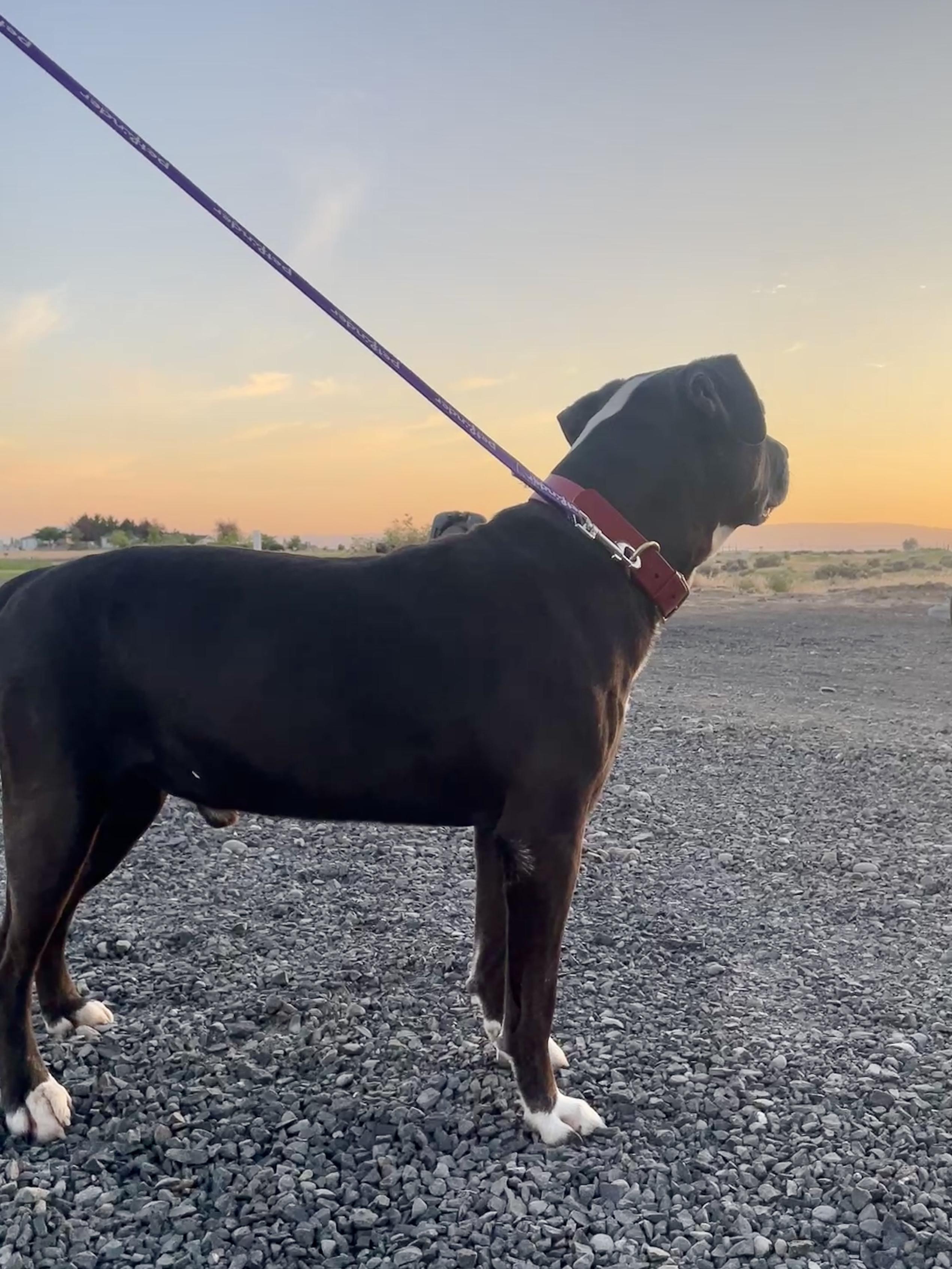 Ares, an adoptable Staffordshire Bull Terrier, Labrador Retriever in Ephrata, WA, 98823 | Photo Image 4