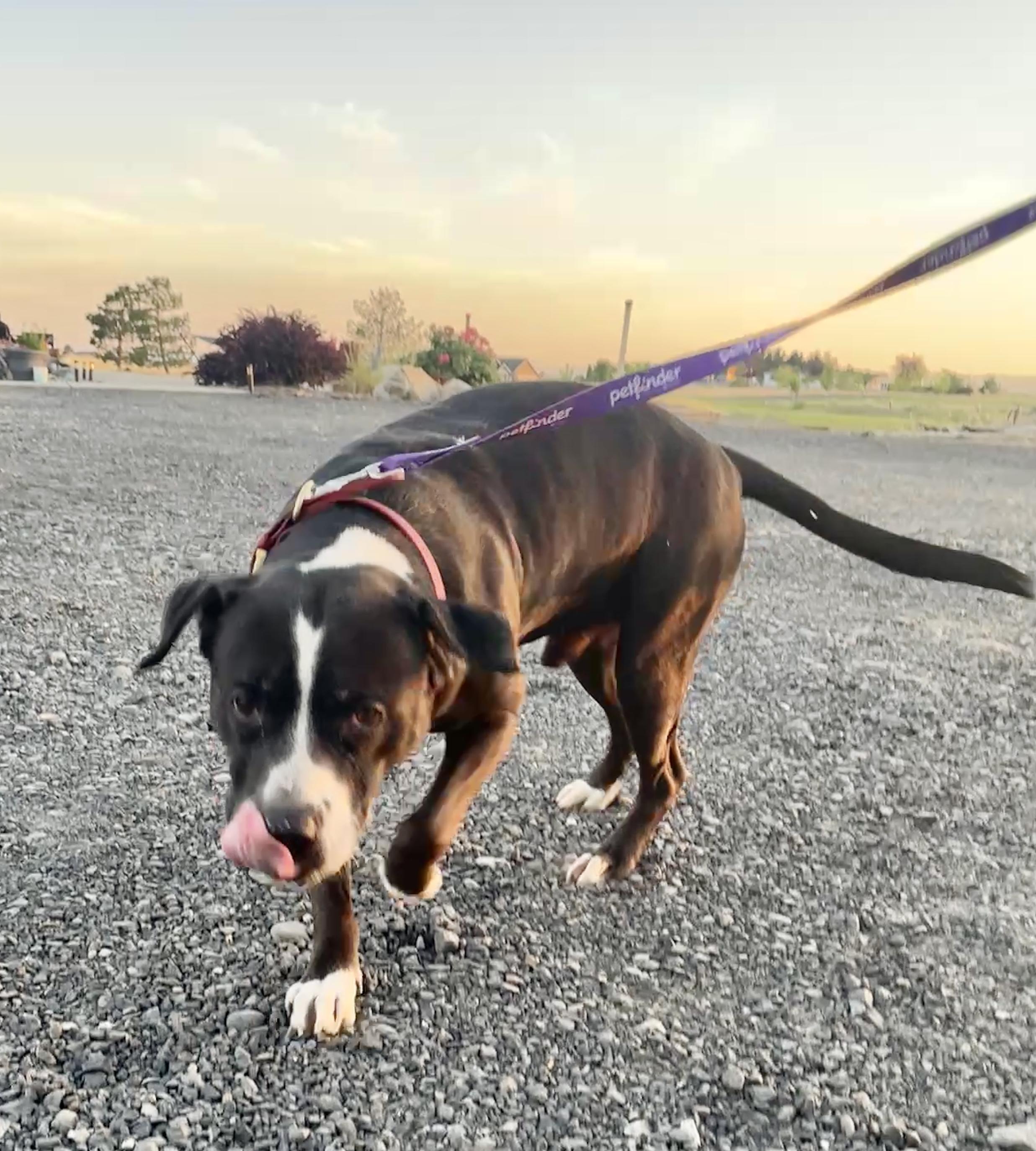 Ares, an adoptable Staffordshire Bull Terrier, Labrador Retriever in Ephrata, WA, 98823 | Photo Image 5