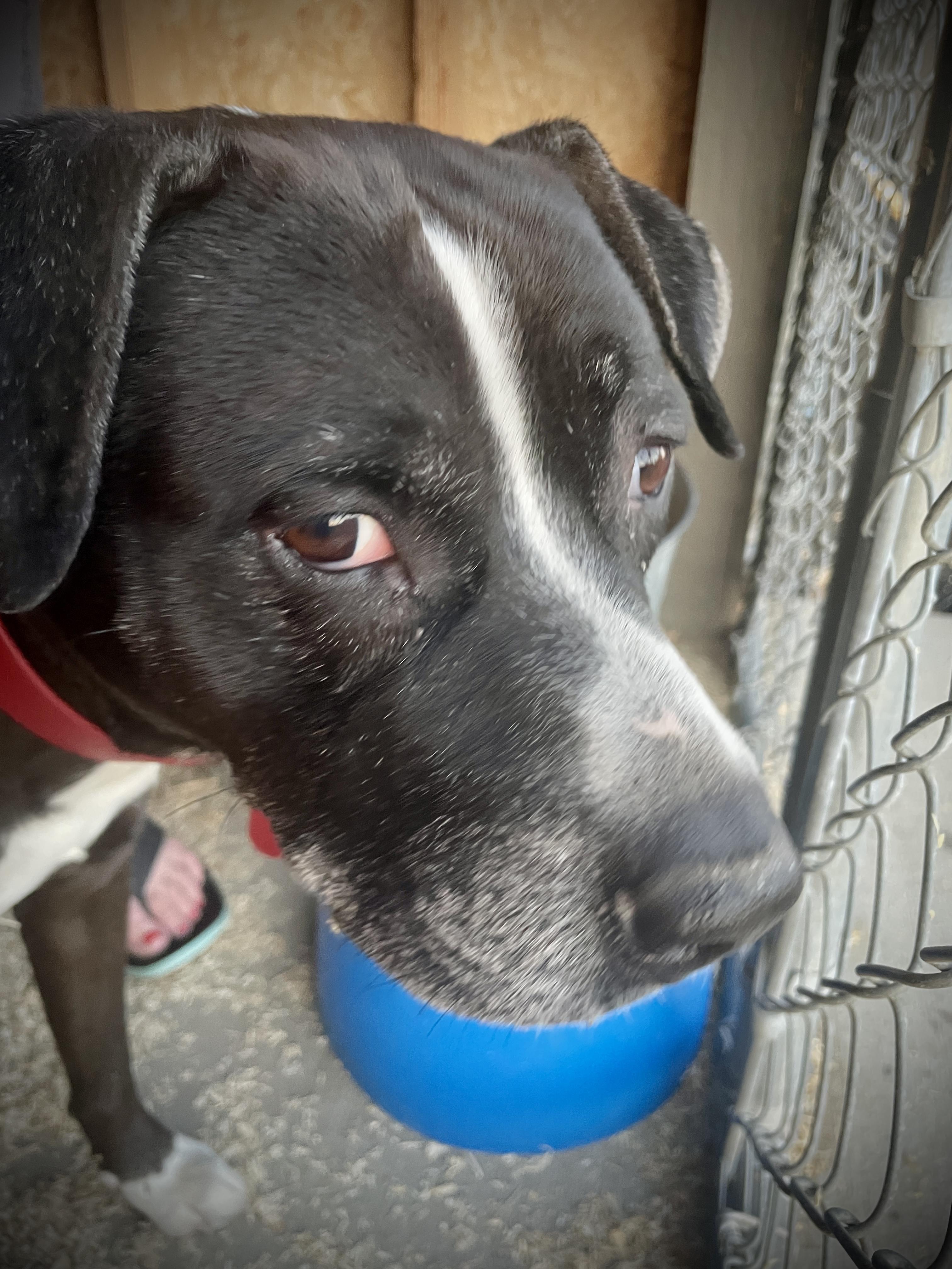 Ares, an adoptable Staffordshire Bull Terrier, Labrador Retriever in Ephrata, WA, 98823 | Photo Image 6