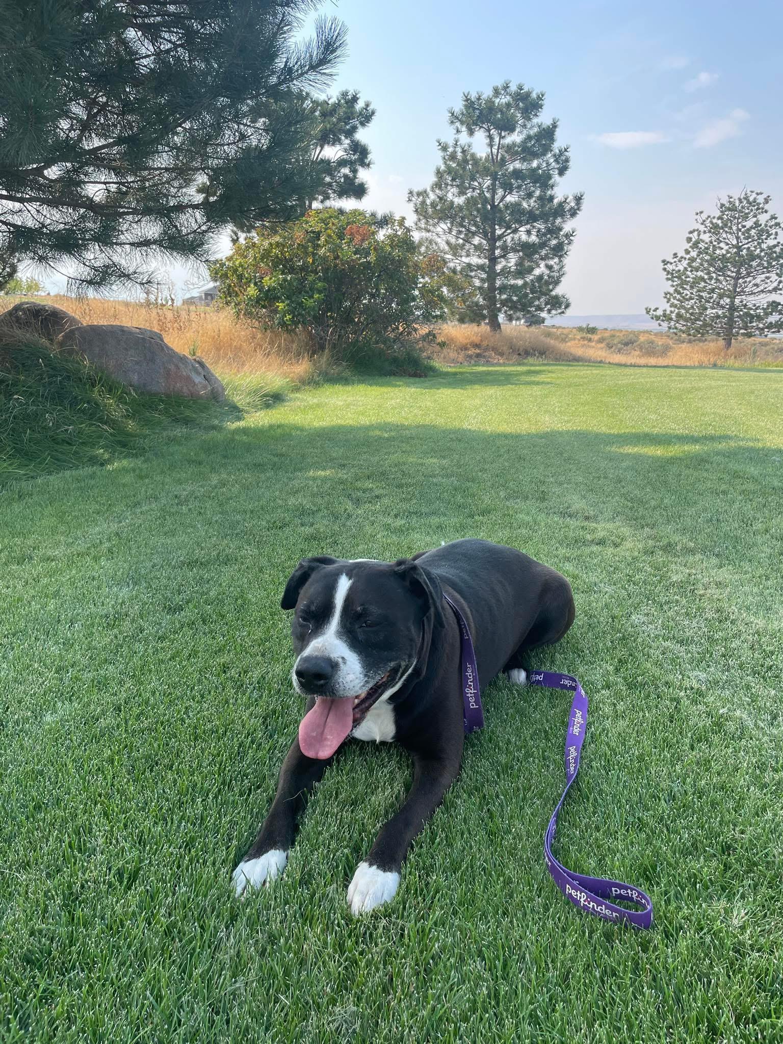 Ares, a Adoptable mixed breed in Ephrata, WA image 1/6