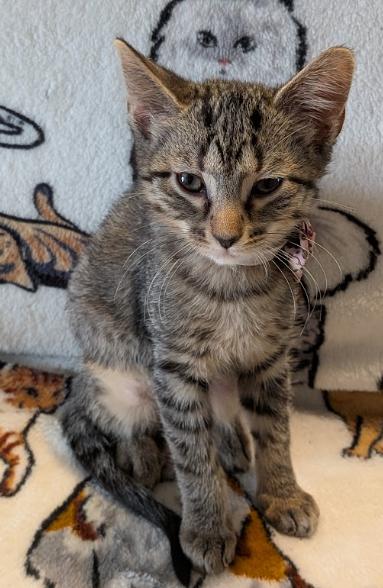 Enlarge Shrimp, a Adoptable Domestic Short Hair in Indianapolis, IN image 2/4