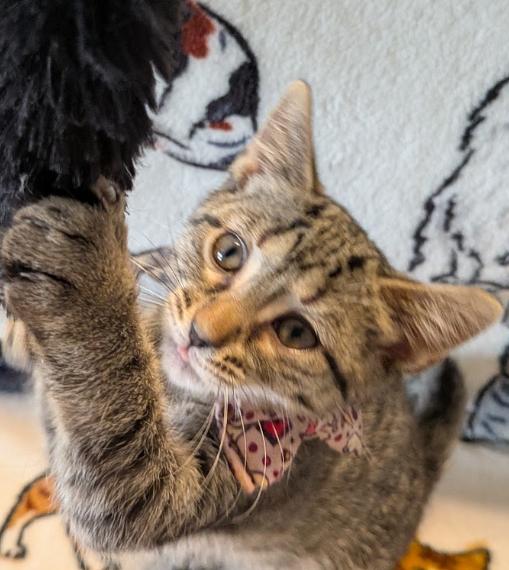 Shrimp, Adoptable, Kitten Female Domestic Short Hair.