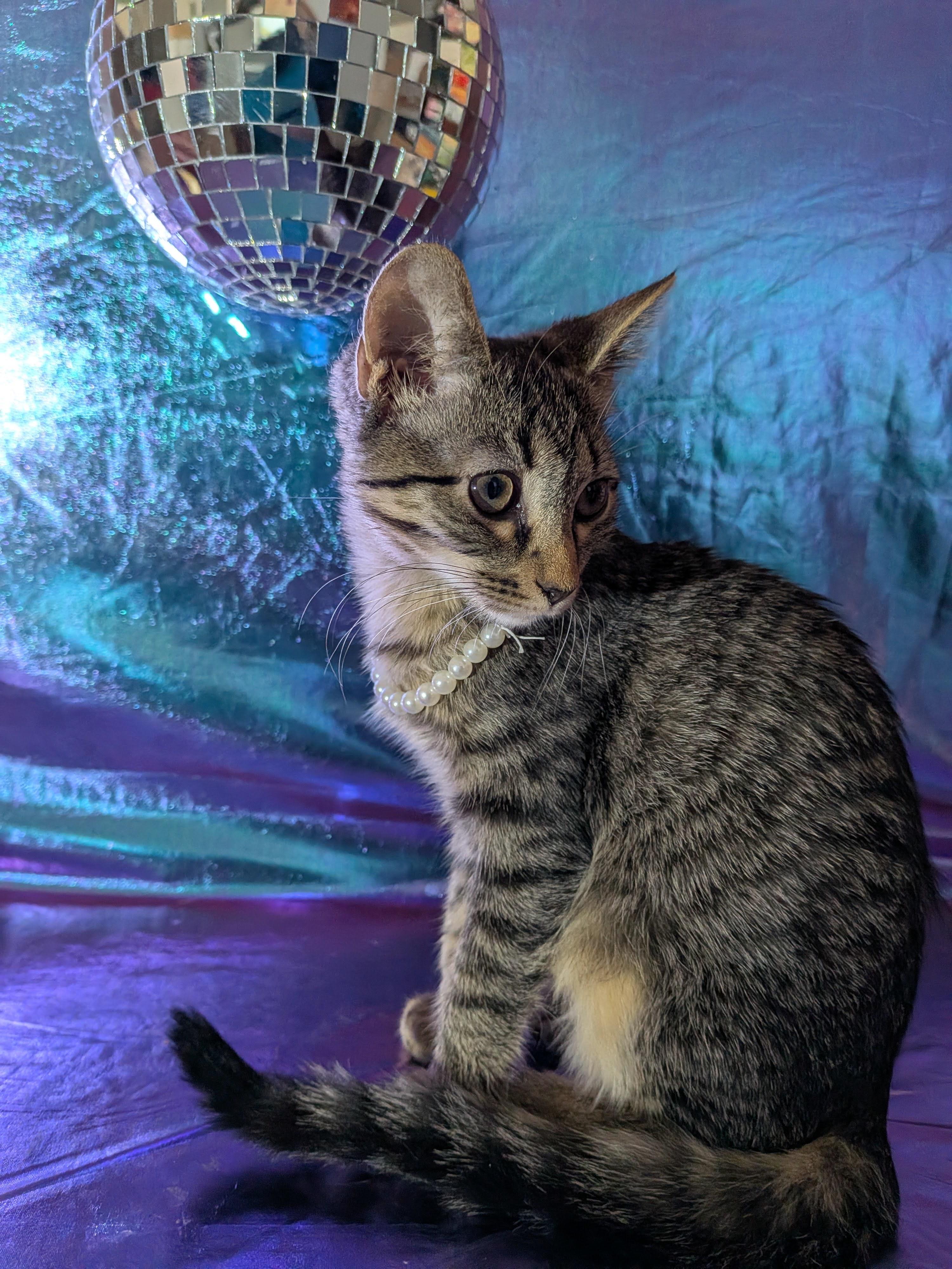 Shrimp, Adoptable, Kitten Female Domestic Short Hair.