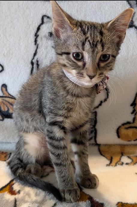 Enlarge Shrimp, a Adoptable Domestic Short Hair in Indianapolis, IN image 4/4