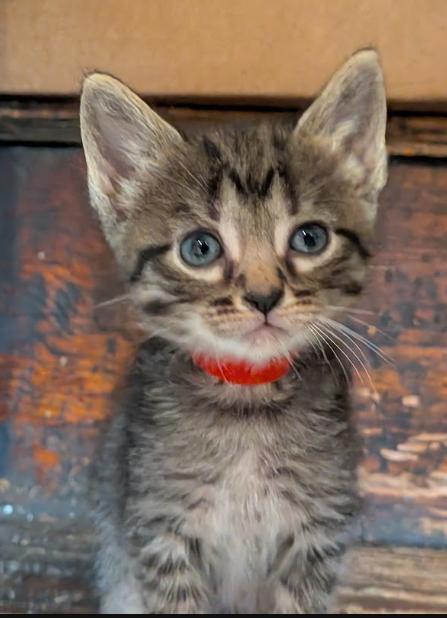 Enlarge Shrimp, a Adoptable Domestic Short Hair in Indianapolis, IN image 3/4