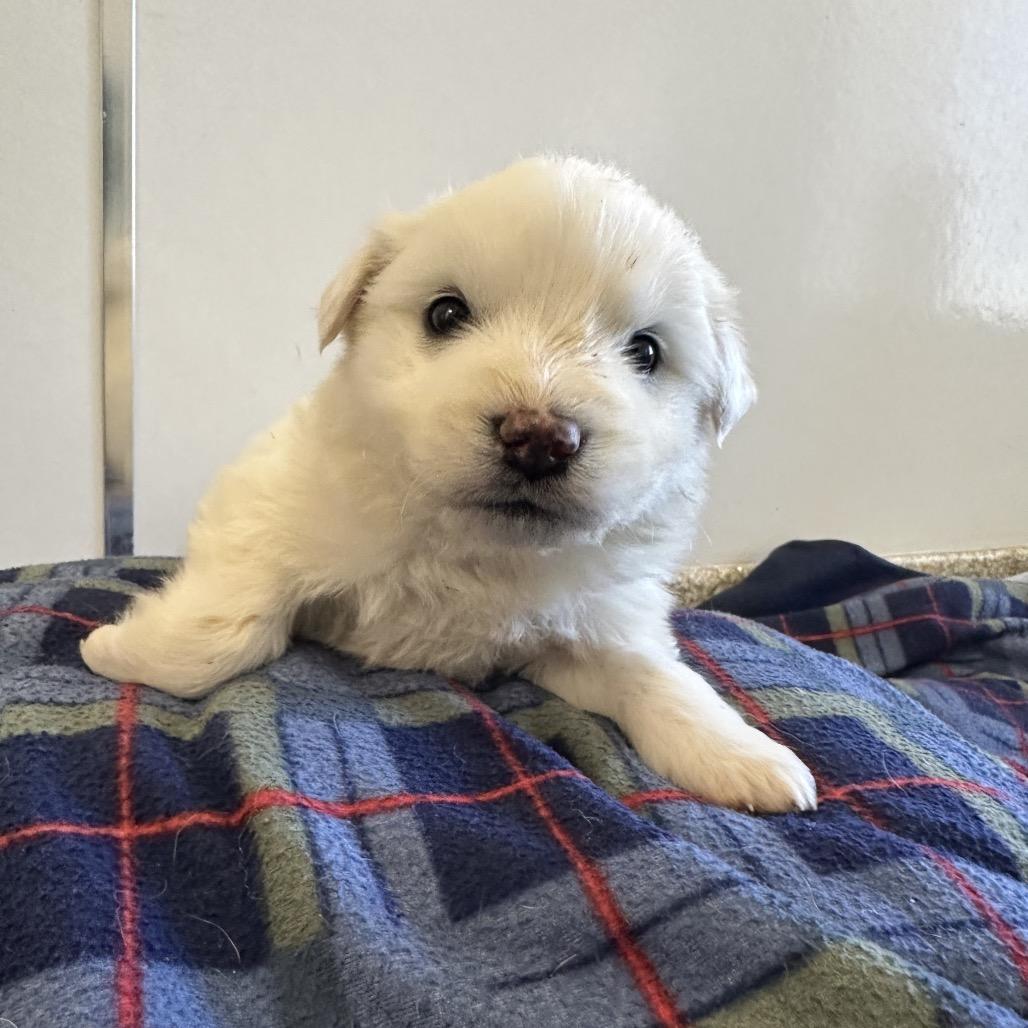 Dumpling — thumbnail 2