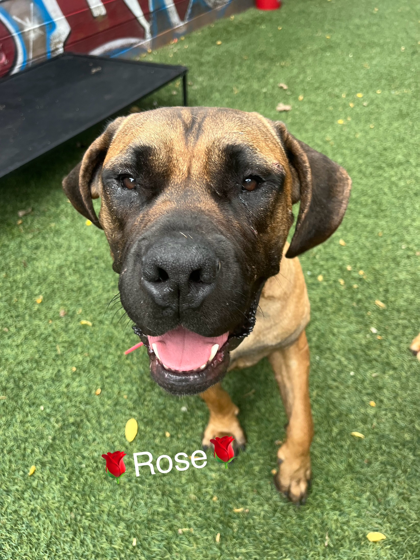 Rose