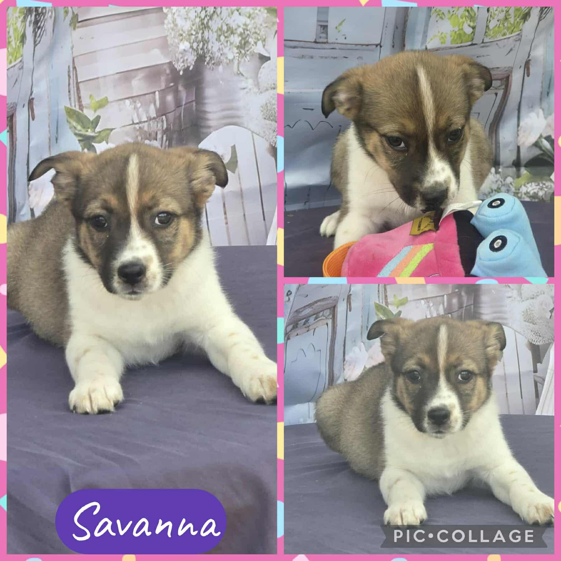 Savanna, ADOPTABLE, Puppy Female Border Collie.