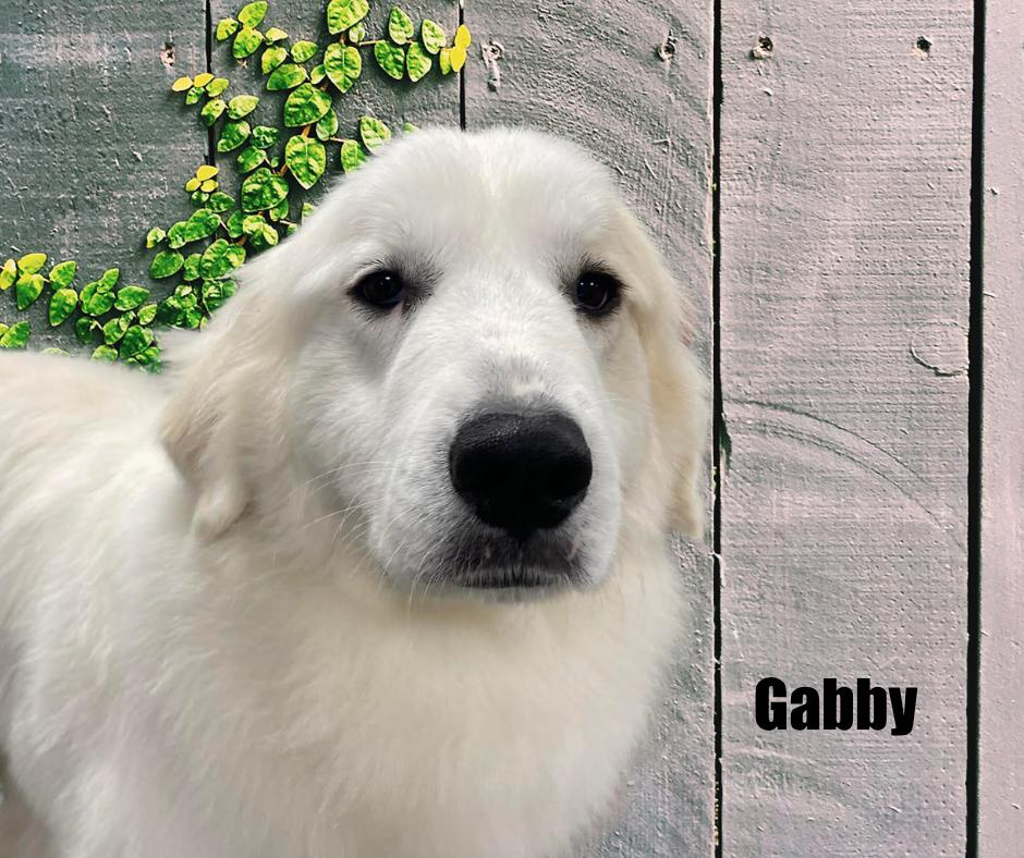 Enlarge Gabby, a ADOPTABLE Great Pyrenees in Marshville, NC image 1/3