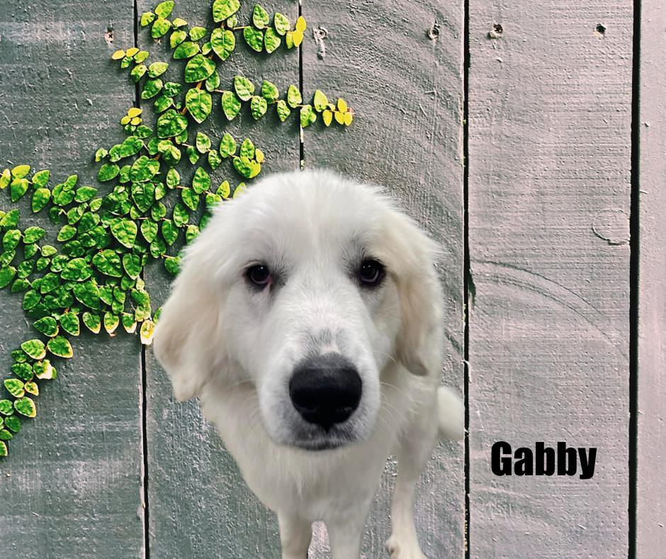Enlarge Gabby, a ADOPTABLE Great Pyrenees in Marshville, NC image 2/3