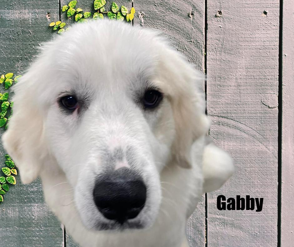 Enlarge Gabby, a ADOPTABLE Great Pyrenees in Marshville, NC image 3/3