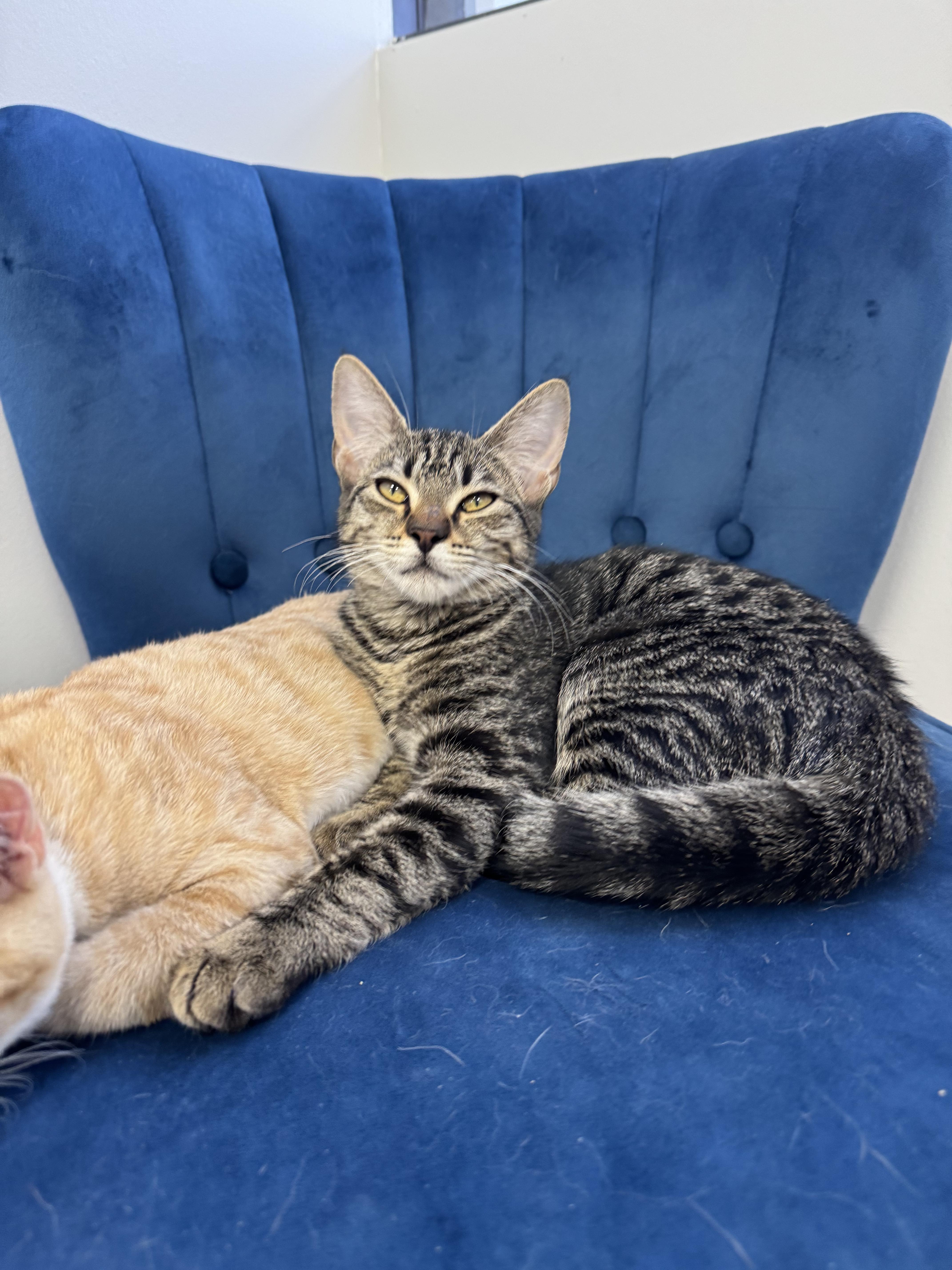 Enlarge Folsie, a Adoptable Domestic Short Hair in Melbourne, FL image 1/4