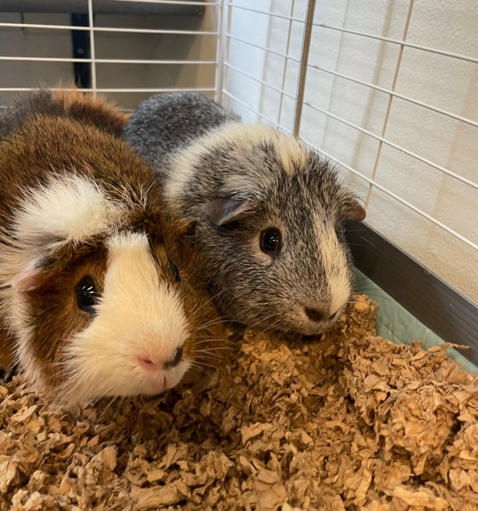 Guinea Pig for adoption Spikey, a Guinea Pig in Pomona, NY Petfinder