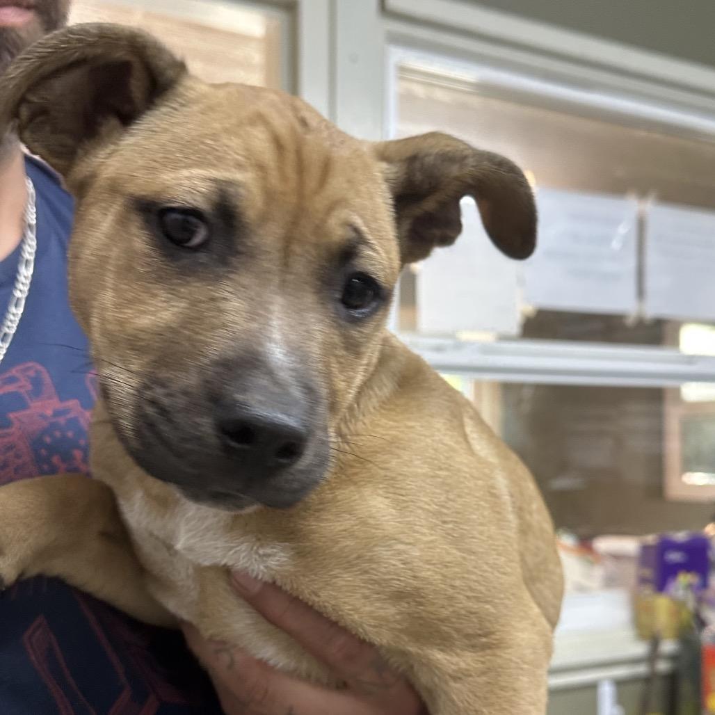 Delly, Adoptable, Puppy Male Pit Bull Terrier.
