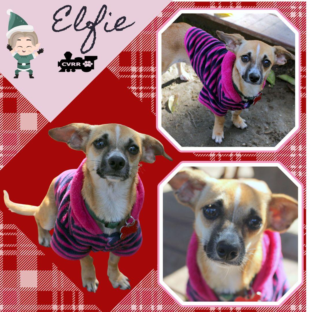 Elfie thumbnail 2