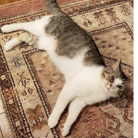 Enlarge Daddy Cat, a Adoptable American Shorthair in Spring, TX image 1/1