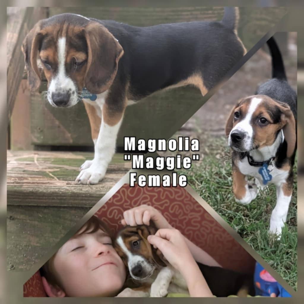 Maggie, Adopted, Puppy Female Beagle.