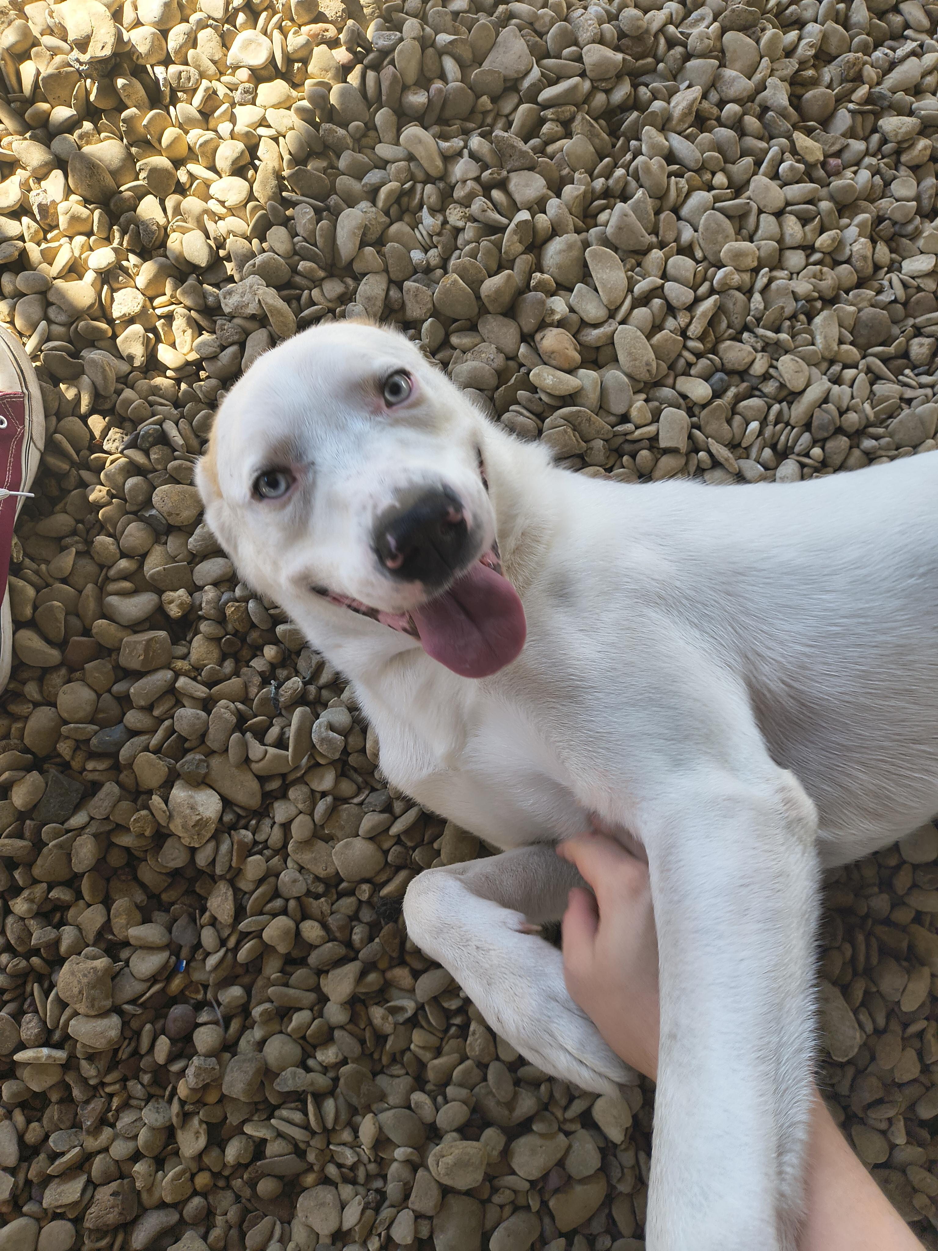 Enlarge Blizzard, an adoptable mixed breed in Plano, TX image 5/5