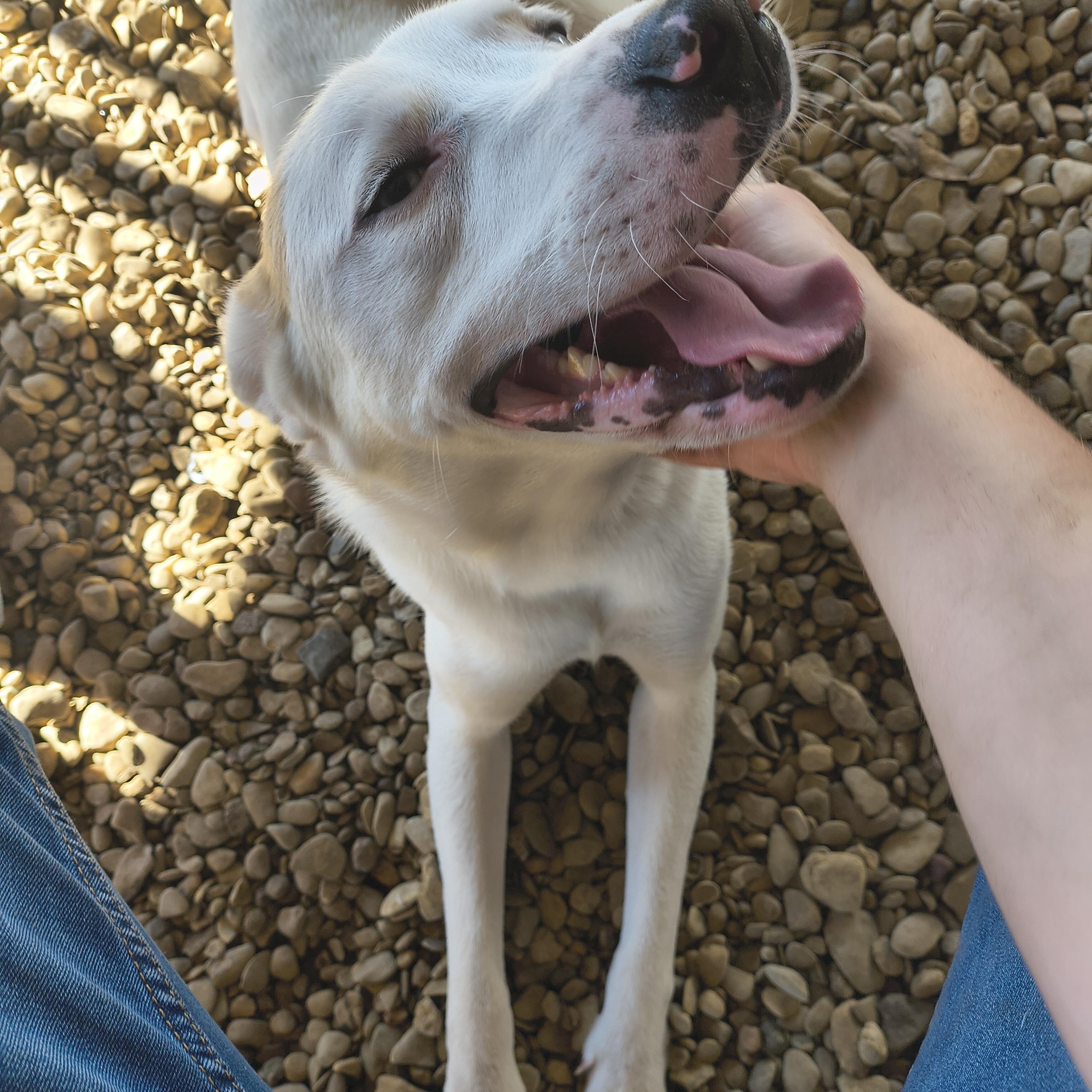 Enlarge Blizzard, an adoptable mixed breed in Plano, TX image 3/5