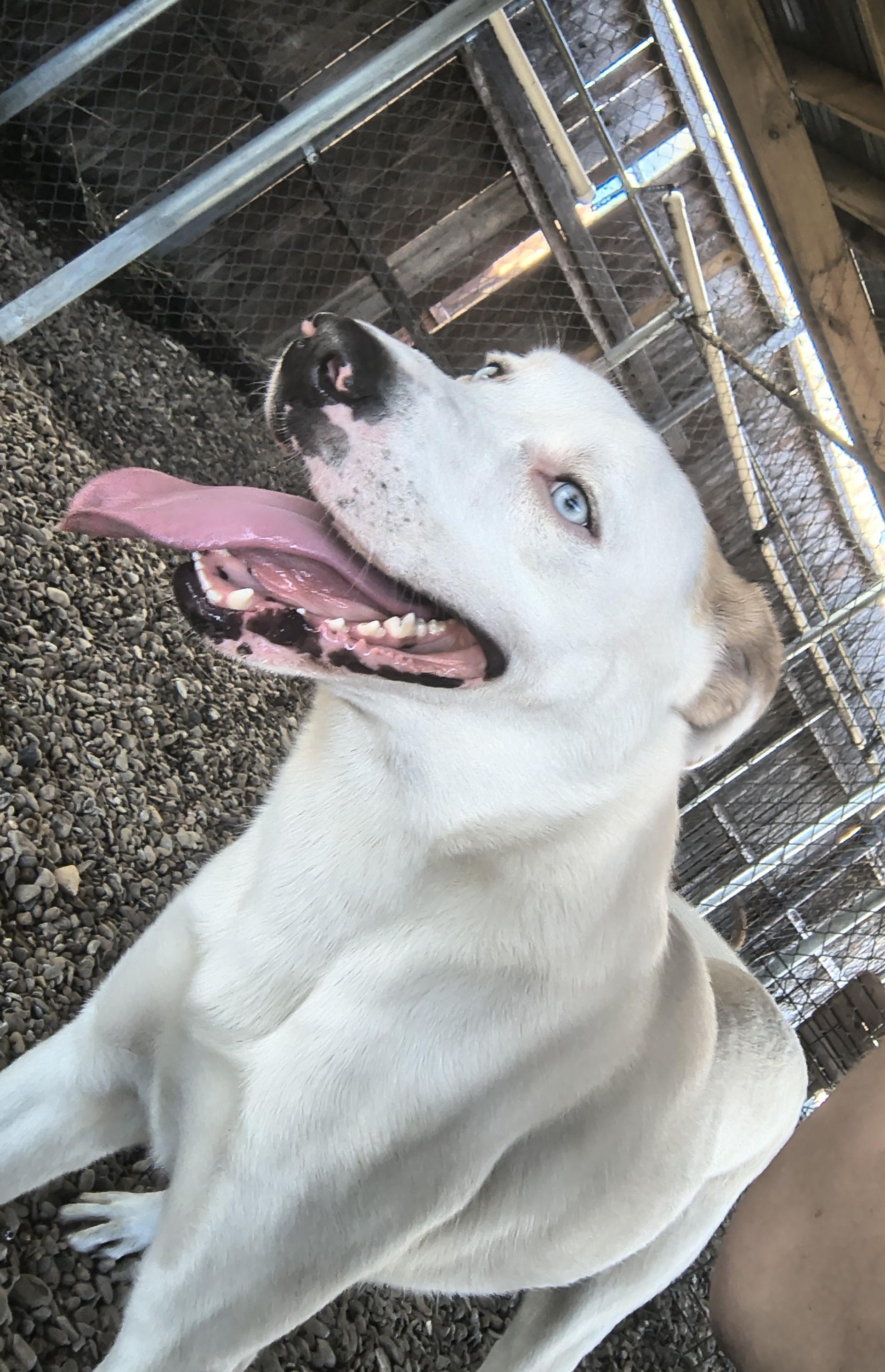 Blizzard, adoptable, Adult Male Labrador Retriever.