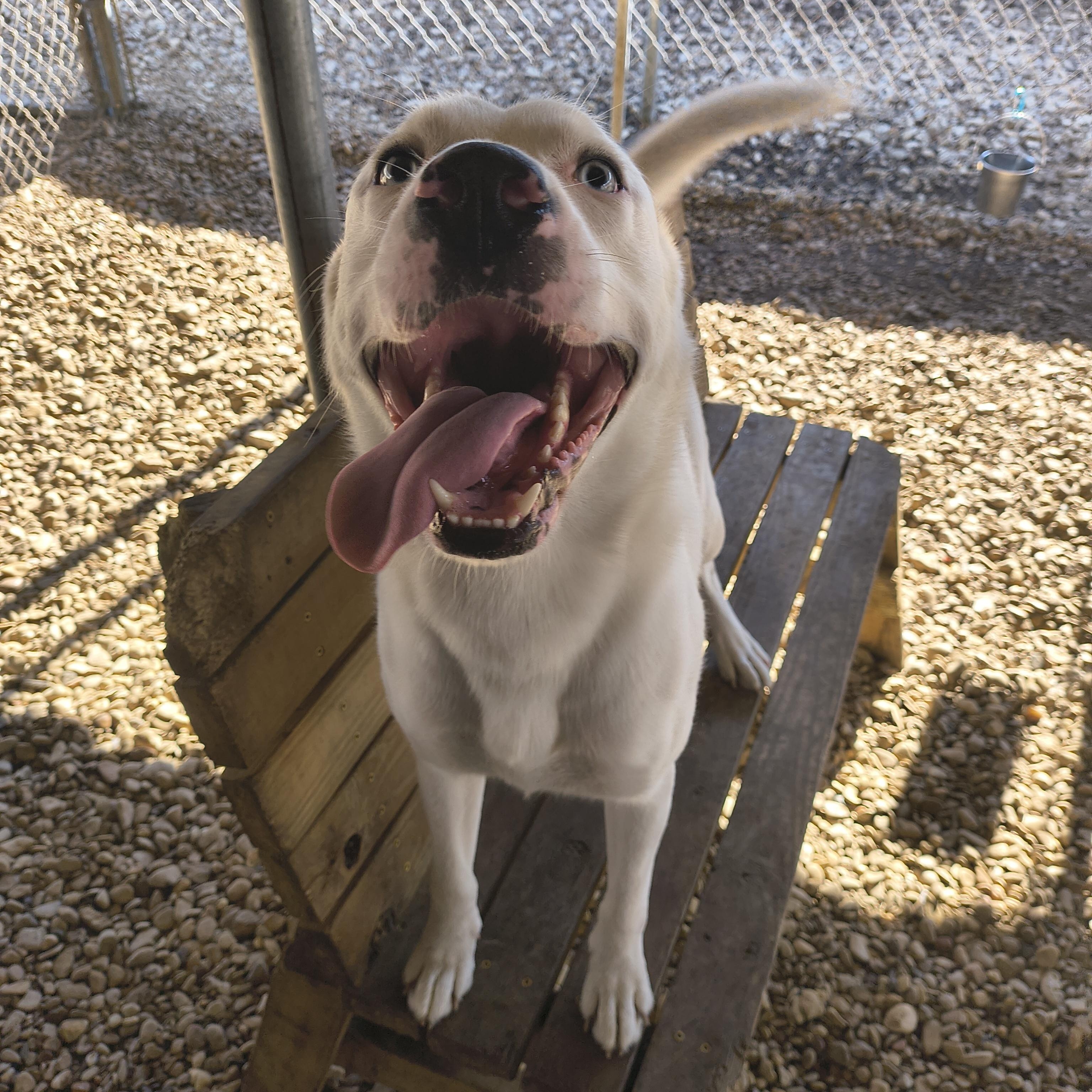 Enlarge Blizzard, an adoptable mixed breed in Plano, TX image 4/5