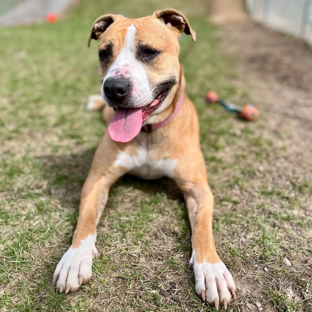 Harley, a Adoptable mixed breed in Hackett, AR image 1/6