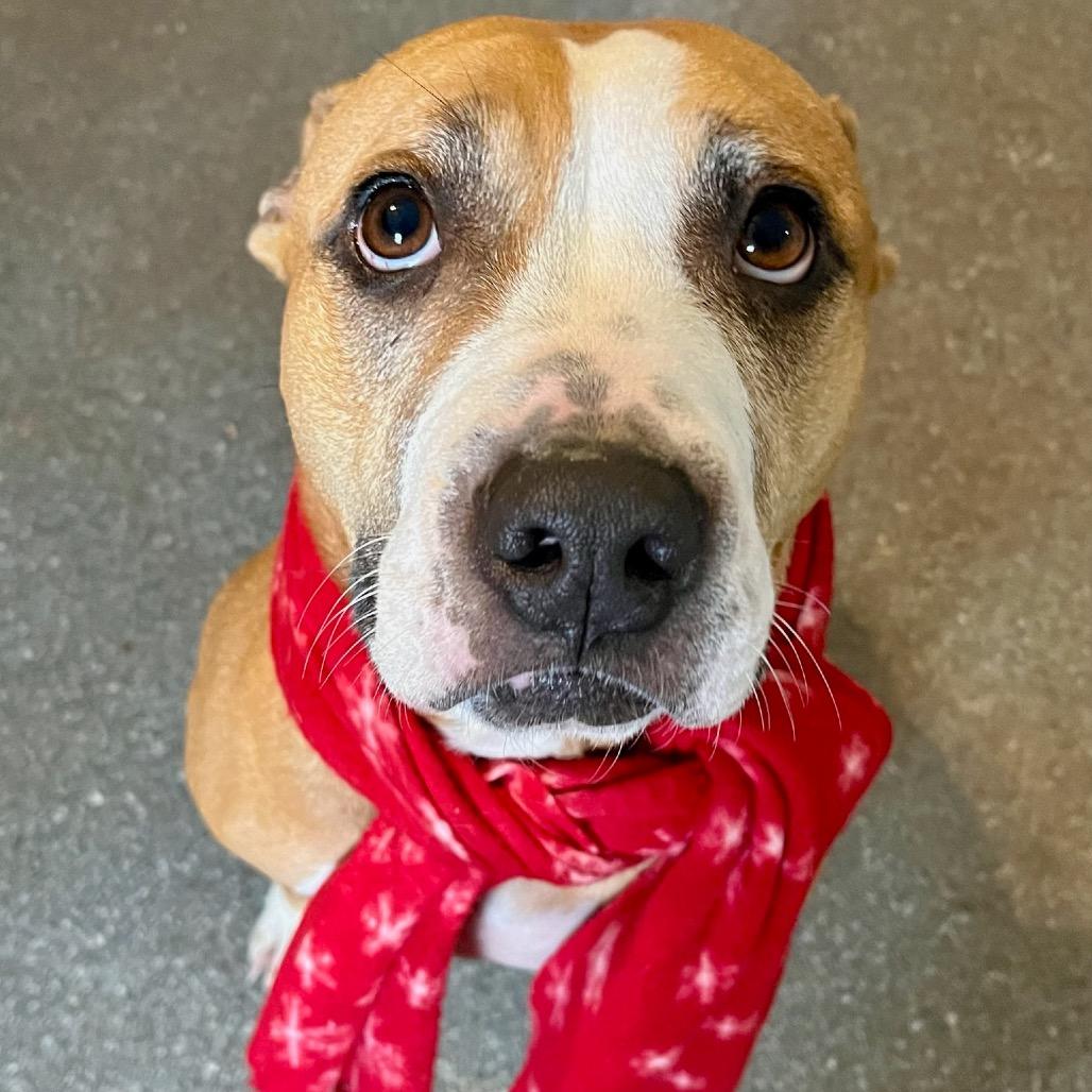 Harley, a Adoptable mixed breed in Hackett, AR image 3/6