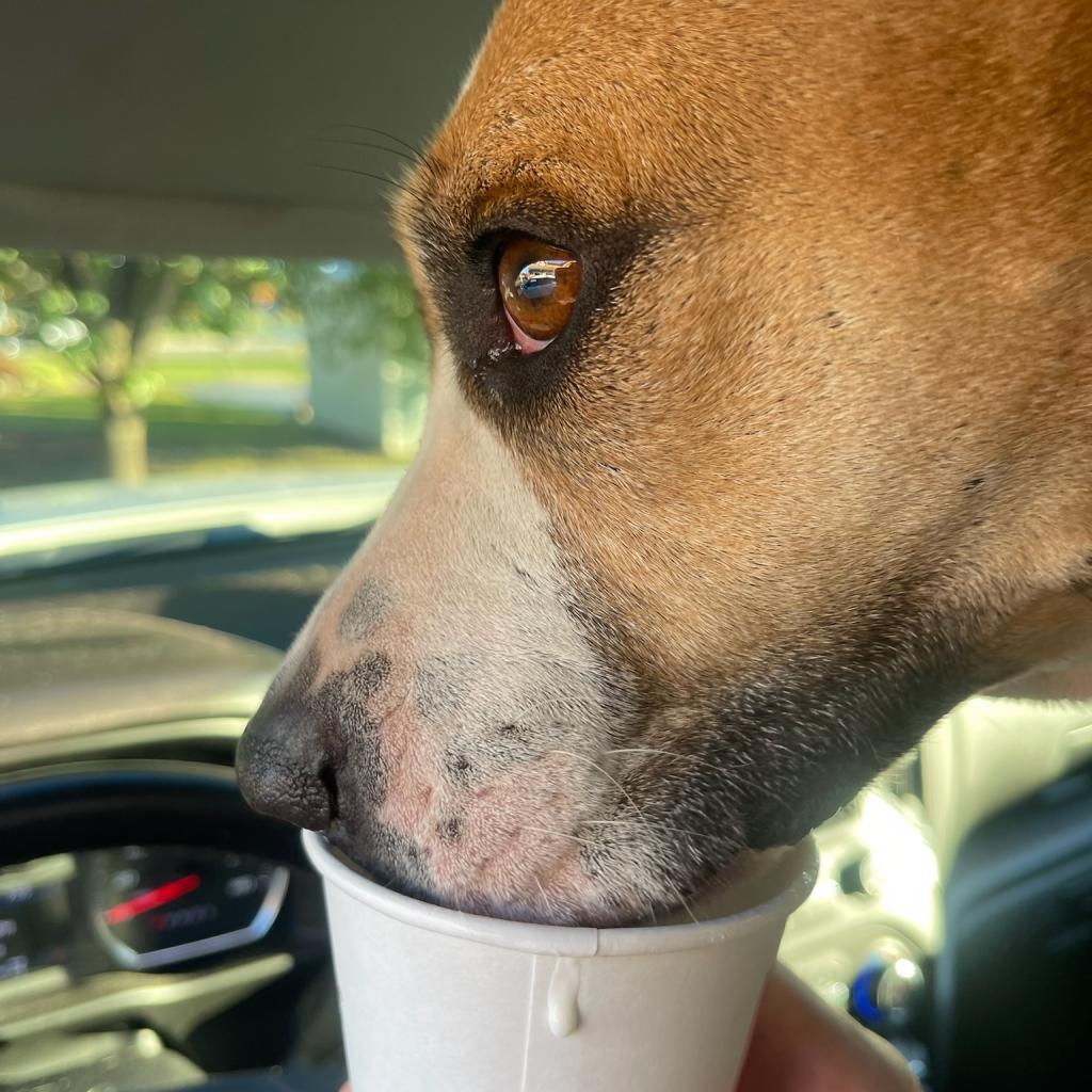 Harley, a Adoptable mixed breed in Hackett, AR image 5/6