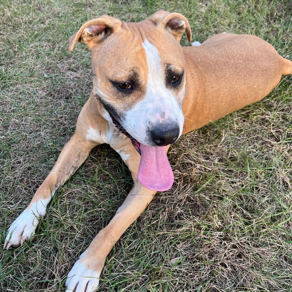 Harley, a Adoptable mixed breed in Hackett, AR image 4/6