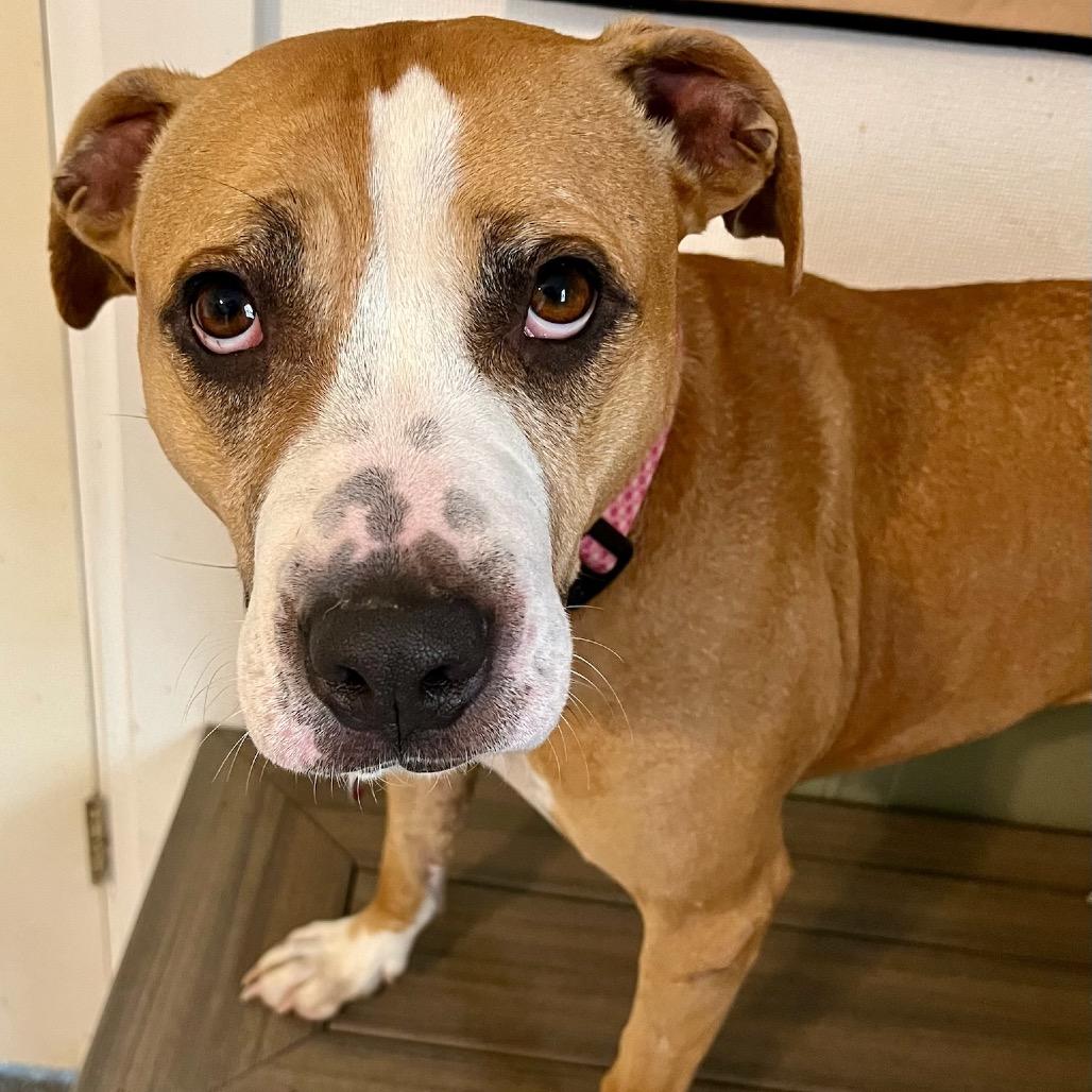 Harley, a Adoptable mixed breed in Hackett, AR image 5/6