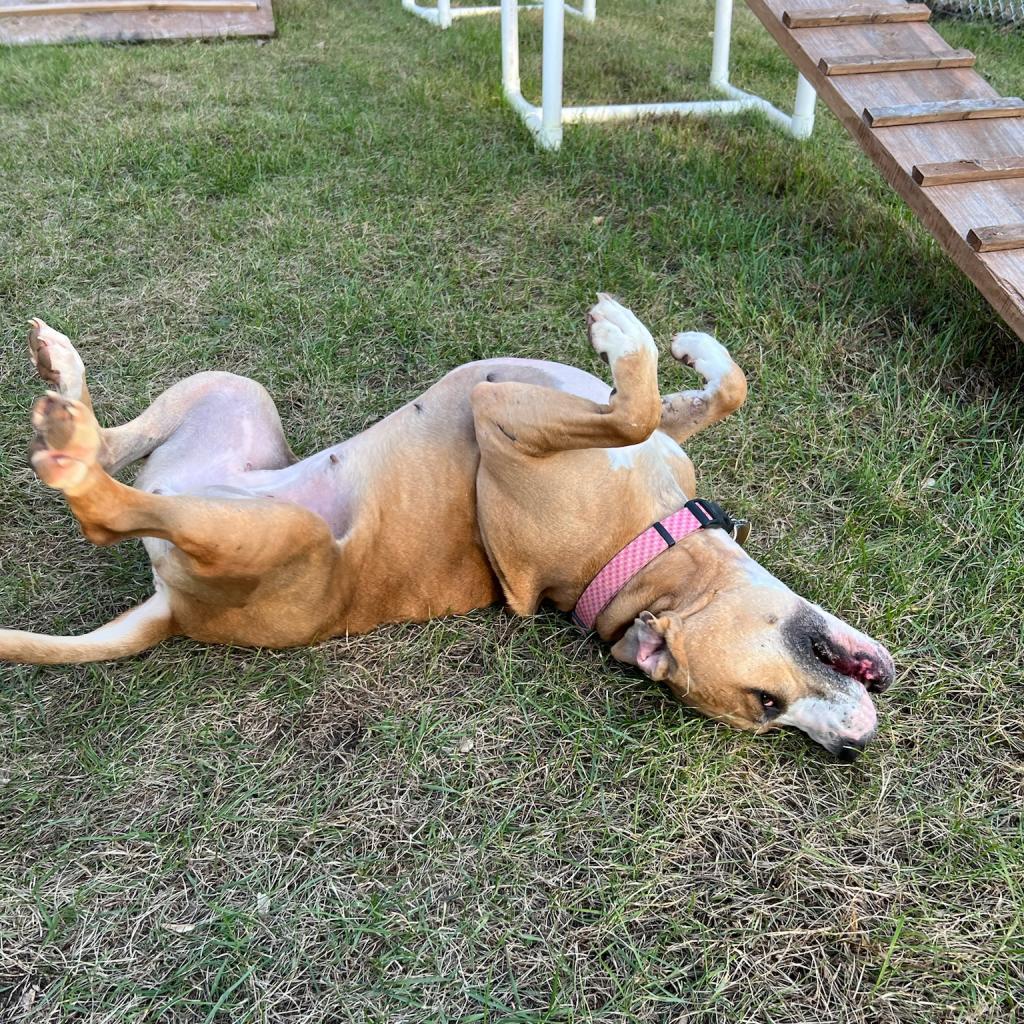 Harley, a Adoptable mixed breed in Hackett, AR image 6/6