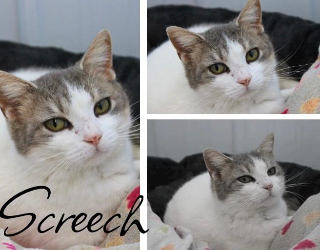 Screech- SPONSORED, Adoptable, Young Female Domestic Short Hair.