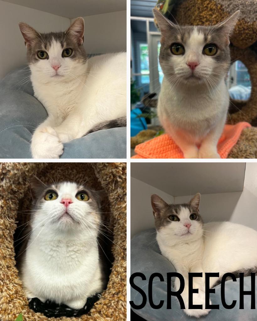 Enlarge Screech- SPONSORED, a Adoptable mixed breed in Pierceton, IN image 2/3