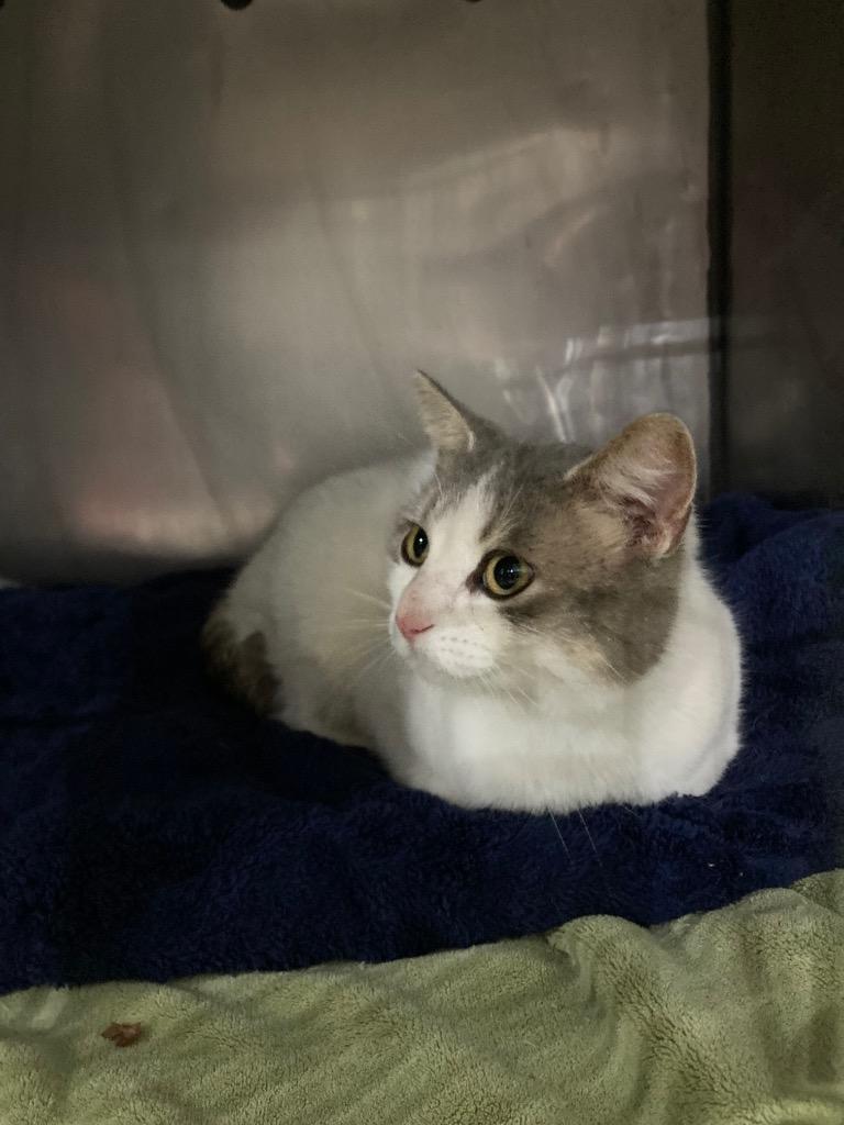 Enlarge Screech- SPONSORED, a Adoptable mixed breed in Pierceton, IN image 3/3